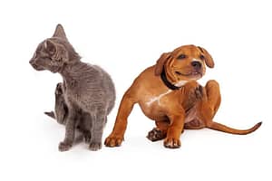 Flea and Tick Prevention